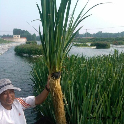 持有發(fā)明** 人工浮島 證書(shū)、人工生態(tài)浮島 植物浮島 多年保持行業(yè)口碑 水生植物 浮島 紅發(fā)水景
