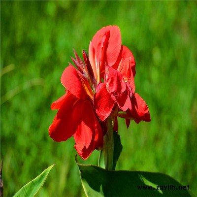 **黃菖蒲苗，基地種植大量出售，《帆順?biāo)啊菲贩N齊全