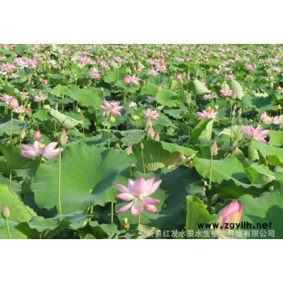 紅發(fā)水景荷花育植、荷花苗栽培、鮮花種苗、專(zhuān)業(yè)荷花種植苗木花卉
