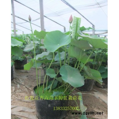 盆栽荷花 紅發(fā)水景 荷花苗  荷花種植 蘆葦種植 荷花藕苗 睡蓮苗