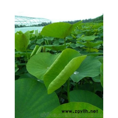 綠荷北京荷花盆栽種植基地