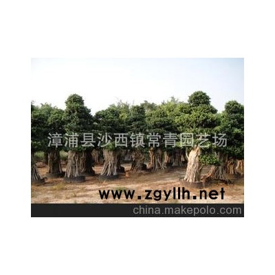 大量供應(yīng)各種規(guī)格--榕樹盆景