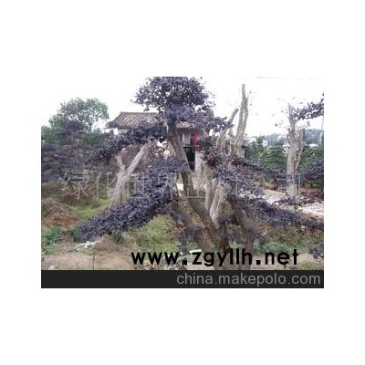 批發(fā)產(chǎn)地各種規(guī)格造型紅花繼木樁、（成品貨）