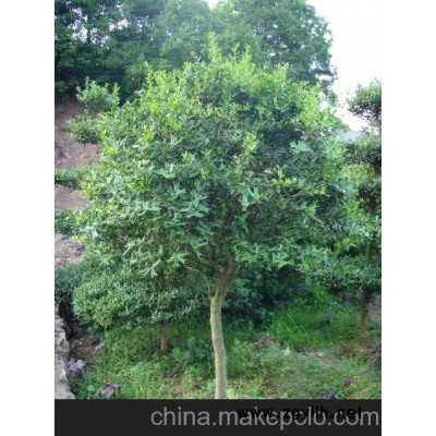 供應湖南枸骨 枸骨球 枸骨樹 枸骨造型盆景