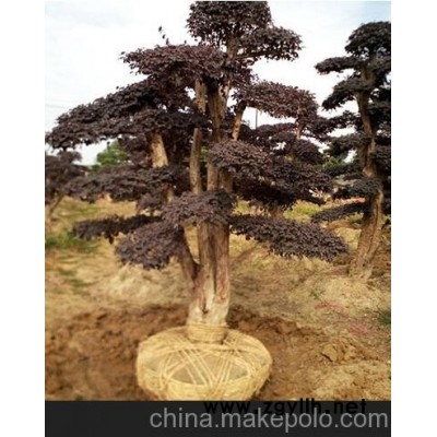 供應單桿10－12－15－20公分紅花繼木樁 批發湖南造型景觀樹