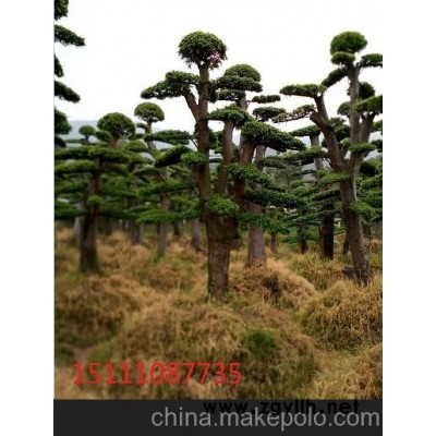 供應單桿10－12－15－20公分紅桎木樁 批發湖南造型景觀樹