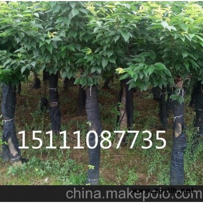 5－12公分紫薇 紅花繼木古樁盆景 批發造型榆樹30－60公分