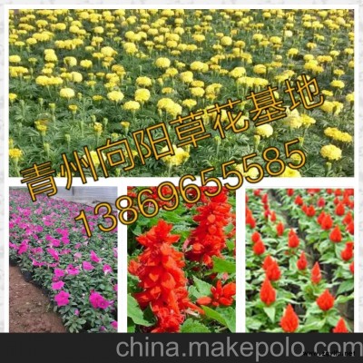 濟南紅葉小檗繁育基地-向陽園藝供應
