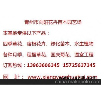 遼寧繡線菊種植基地批發價格薄利多銷