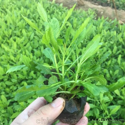 柳葉馬鞭草 馬鞭草價格 馬鞭草圖片