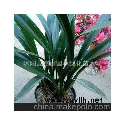 蘭花 企黑墨蘭苗 綠植花卉盆栽 賞葉品種 極具品味年
