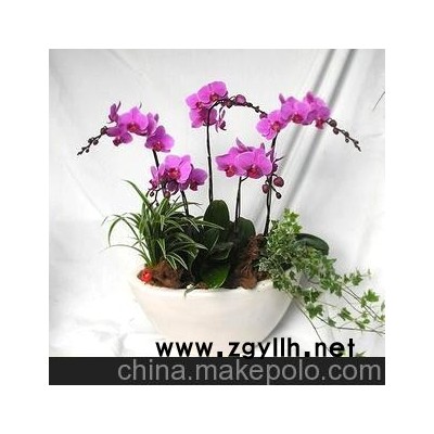 供應盆景盆栽、環保、美觀、創意的無土室內觀花植物