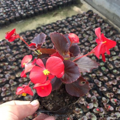 四季海棠 青州草花批發基地 四季海棠價格