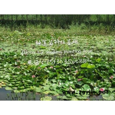 耐寒深水荷花種苗大量批發(fā)可施工 水深2米保成活