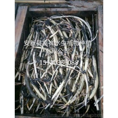 深水荷花苗大量批發(fā)可施工 水深2米保成活