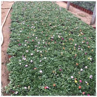 時令草花太陽花 太陽花批發基地 太陽花價格