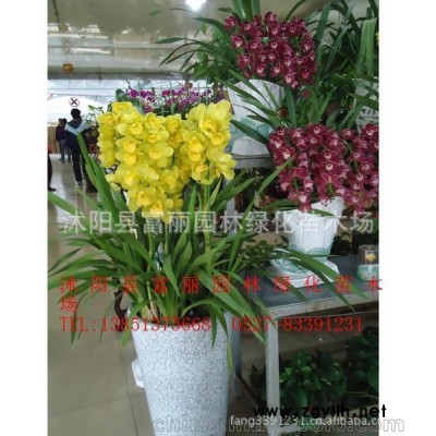 蘭花苗大花蕙蘭 蟬蘭 虎頭蘭當(dāng)年開花大花惠蘭 12色供選