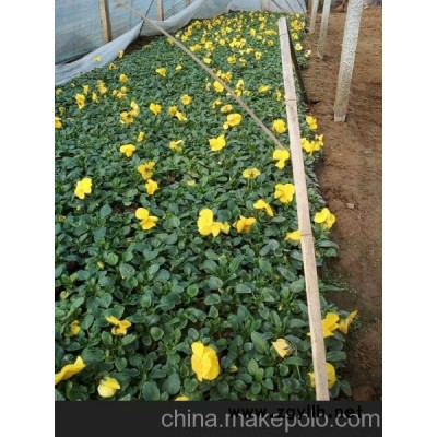 鶴壁三色堇新報價山東向陽草花苗木基地