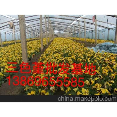 揭陽三色堇新報價山東向陽草花苗木基地