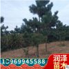 基地直銷黑松樹造型松形狀優(yōu)美