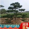 黑松樹工程用造型樹苗寒凍易管理造林庭院造景基地直供