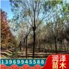 直銷8-30公分國(guó)槐樹貨源充足價(jià)格合理