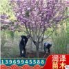 長(zhǎng)期銷售櫻花樹櫻花苗花期長(zhǎng)品種多價(jià)格便宜