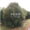 基地批發(fā) 叢生桂花 規(guī)格齊全 造型好 土球好 成活率高