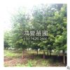 美國紅楓 園林綠化樹木 規(guī)格齊全 庭院盆栽花卉綠化苗 批發(fā)
