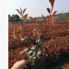 紅葉石楠，地苗，杯苗，大量供應