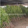 法國冬青苗 法青 日本冬青珊瑚樹庭院籬笆墻 四季常青樹苗批發(fā)