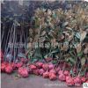 玉蘭小樹規(guī)格全行道樹綠化 廣玉蘭紫玉蘭樹基地直供工程綠化苗木
