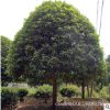 批發占地桂花 湖南征收垃圾桂花樹 便宜桂花樹價格 量大