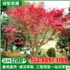湖南苗木基地供應(yīng) 紅楓樹(shù)小苗耐寒耐凍 庭院綠化 美國(guó)紅楓苗木