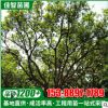 苗圃供應(yīng)18-20公分香泡樹(shù) 香櫞樹(shù)叢生庭蔭樹(shù)市政園林綠化工程苗木