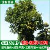 移栽香泡柚子樹(shù) 文旦 基地批發(fā) 價(jià)格實(shí)惠 胸徑10公分-20公分