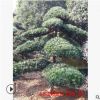 園林造型小葉羅漢松 米葉羅漢松 四季常綠松樹(shù)雀舌羅漢松批發(fā)
