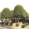 湖南苗木基地供應(yīng)桂花樹(shù) 15公分桂花樹(shù)苗綠化丹桂八月桂花樹(shù)批發(fā)