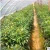 現(xiàn)貨直銷法國冬青 湖南精品法國冬青苗批發(fā) 價格實(shí)惠