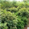 多規(guī)格桂花樹苗供應(yīng) 湖南桂花基地直銷 桂花樹苗