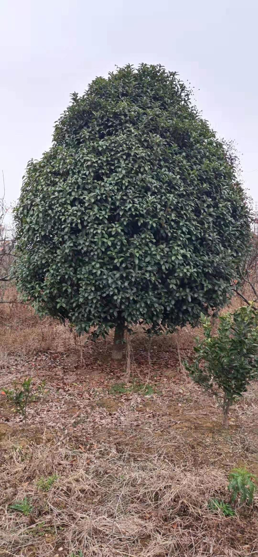 桂花樹地苗，12-60公分，規格齊全，價格便宜
