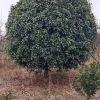 桂花樹地苗，12-60公分，規(guī)格齊全，價格便宜