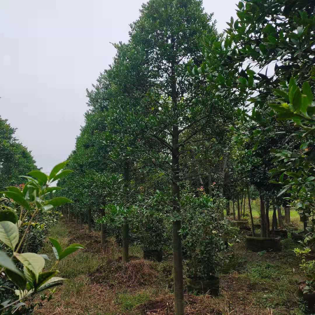 竹柏，地苗規(guī)格6-20公分價(jià)格實(shí)惠，容器苗規(guī)格8-12公分供應(yīng)中