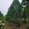 竹柏，地苗規格6-20公分價格實惠，容器苗規格8-12公分供應中