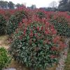 紅葉石楠