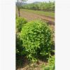 【苗圃發(fā)貨】絲綿木桃葉衛(wèi)矛造型球綠化工程苗木東北耐寒苗木批發(fā)