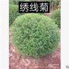【苗圃發(fā)貨】1米2大冠幅珍珠繡線菊球綠化工程苗東北耐寒苗木批發(fā)
