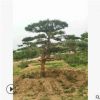【圃地直發(fā)】造型松樹綠化工程苗木批發(fā)