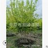 【苗圃發(fā)貨】叢生金葉復(fù)葉槭大樹綠化工程苗東北耐寒苗木批發(fā)
