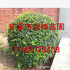 【苗圃發(fā)貨】水蠟造型球綠化樹工程苗木東北耐寒苗木批發(fā)
